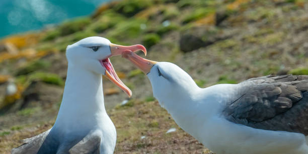 istock Black-browed albatross, Falkland Islands 2201984211