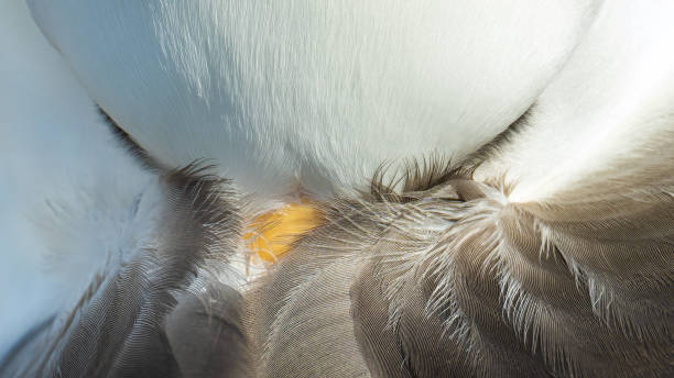 The feathers of a bird seen on an asphalt road. The flight feathers are long and gray with bright yellow tips and the down feathers are fluffy and tan.