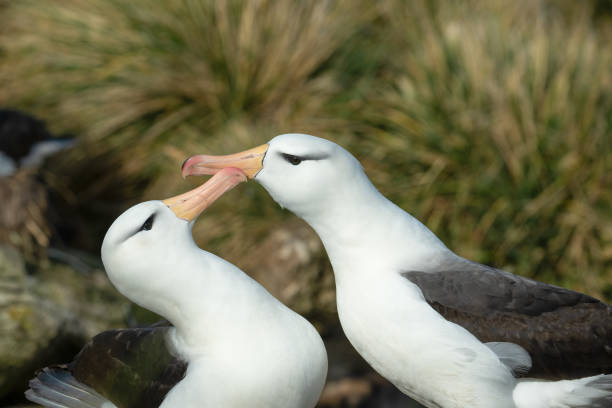 istock Black-browed albatross courtship display, Falkland Islands 2201984283