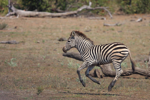 Steppenzebra / Burchell's zebra / Equus quagga burchellii