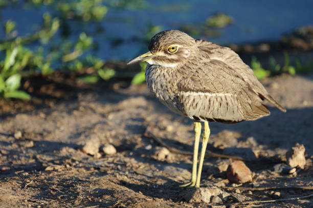 Wassertriel / Water thick-knee / Burhinus vermiculatus