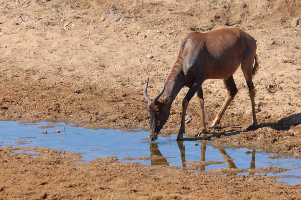 istock Leierantilope oder Halbmondantilope / Common tsessebe / Damaliscus lunatus 2201984934