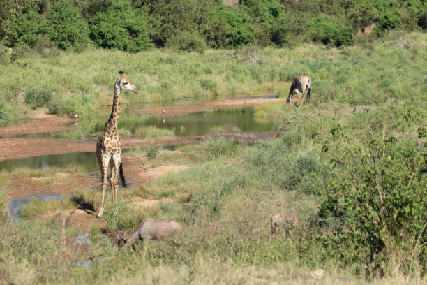 Giraffen im Tsendze River / Giraffes in Tsendze River / Giraffa camelopardalis
