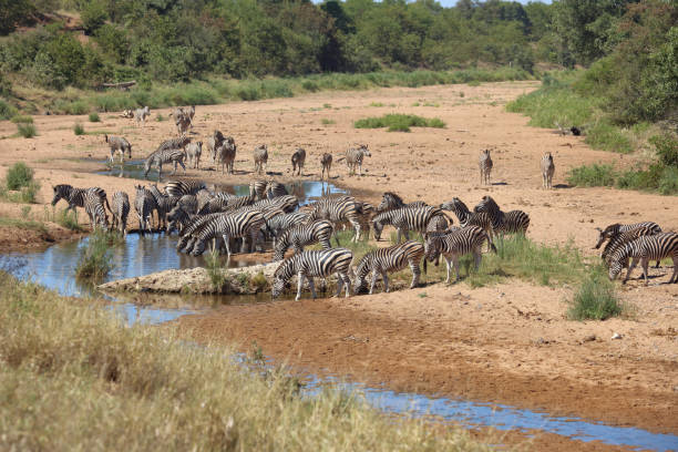 istock Steppenzebra im Tsendze River/ Burchell's zebra in Tsendze River / Equus quagga burchellii 2201984970