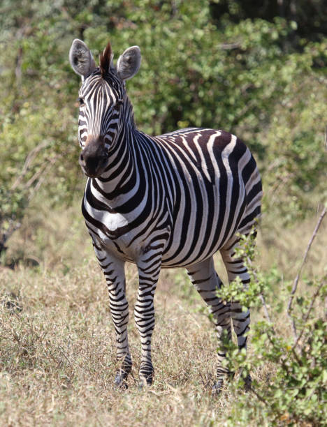 istock Steppenzebra / Burchell's zebra / Equus quagga burchellii 2201985027