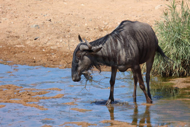 istock Streifengnu / Blue wildebeest / Connochaetes taurinus 2201985146