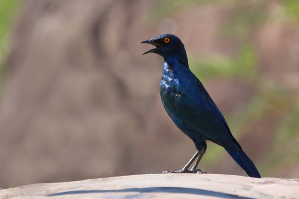 Rotschulter-Glanzstar/ Cape glossy starling or Red-shouldered glossy starling / Lamprotornis nitens