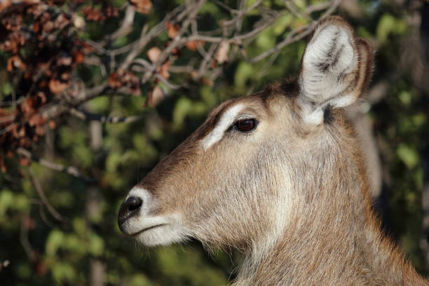 Wasserbock / Waterbuck / Kobus ellipsiprymnus