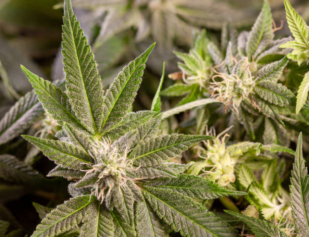 istock Ripening Cannabis Buds Covered in Trichomes 2201985277