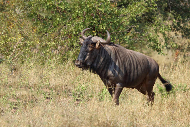 istock Streifengnu / Blue wildebeest / Connochaetes taurinus 2201985413