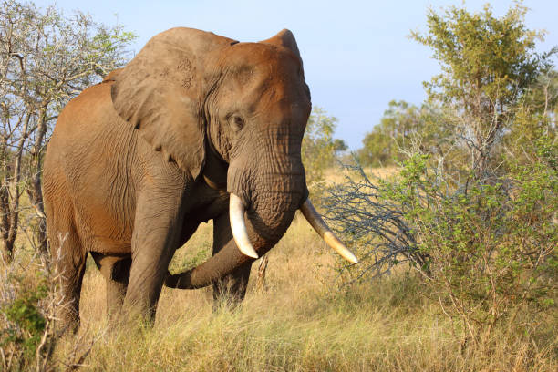istock Afrikanischer Elefant / African elephant / Loxodonta africana 2201985512