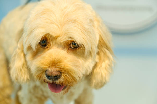 An adorable Cockapoo dog being groomed at a pet grooming salon