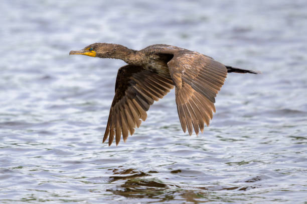 istock Double-crested Cormorant flying low over gray water 2201987575