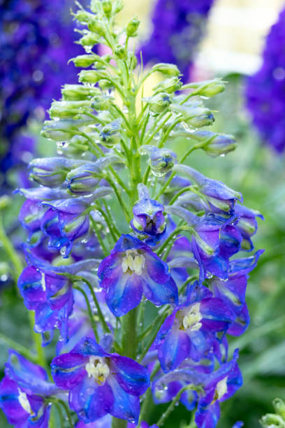 istock Dark blue Delphinium flowers growing in summer garden. 2201987620
