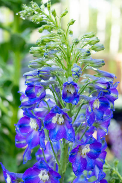 istock Dark blue Delphinium flowers growing in summer garden. 2201987633