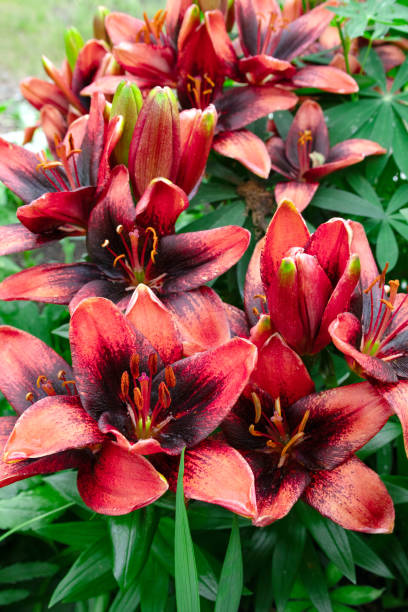 istock Asiatic lily flowers with dark red and black petals. 2201987635