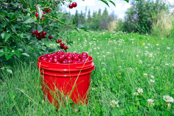 istock Orchard of sour cherry trees and a bucket with ripe berries. 2201987708