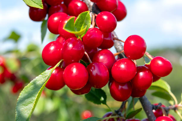 Red sour cherries are hanging on a branch with green leaves.