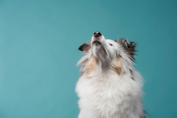 istock Shetland Sheepdog Looking Up on a Blue Background 2201990064