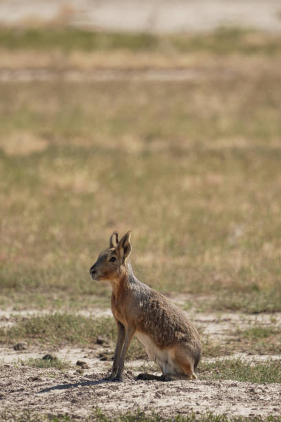 istock Cute Patagonian mara sitting in the grassland 2201992900
