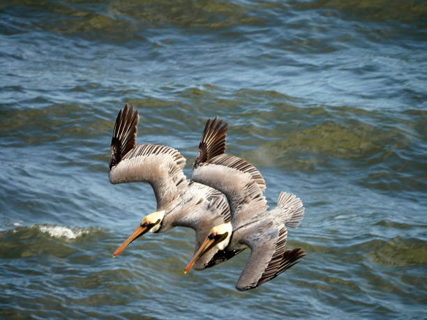 A Mated Pair of Mature Brown Pelican Making a Percision Dive Into a School of Small Fish