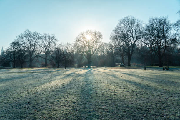 Sunlight creating long shadows of trees in a park during a frosty winter morning