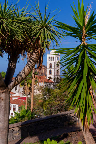 Vertical view of lush dragon trees framing historic church bell tower in Garachico, Tenerife. Sunny day with blue sky. Green public park with stone wall.