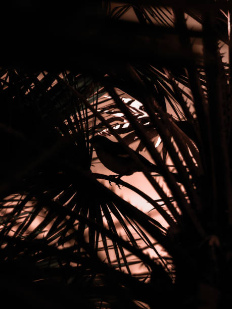A striking silhouette of a bird perched within dense palm leaves, backlit by a warm, glowing sky. The intricate patterns of the foliage create a sense of mystery and depth, highlighting the delicate balance of nature and light. Perfect for themes of solitude, tranquility, and tropical wilderness.