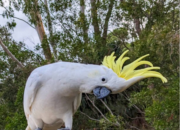 istock Sulphur Crested Cockatoo 2202005003