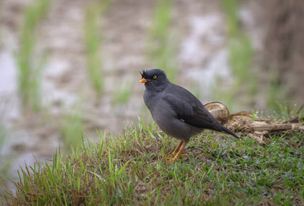 istock jungle myna bird on the ground 2202005148