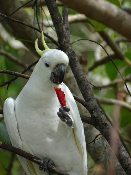istock Sulphur-crested Cockatoo Eating A Chilli 2202005165