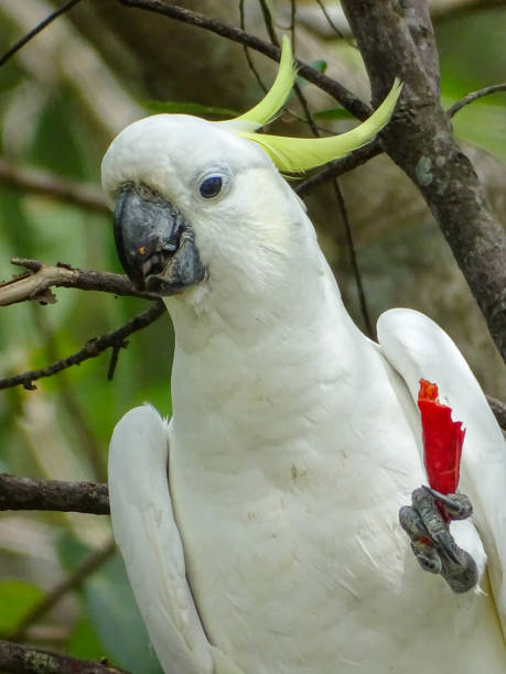 istock Sulphur-crested Cockatoo Eating A Chilli 2202005168