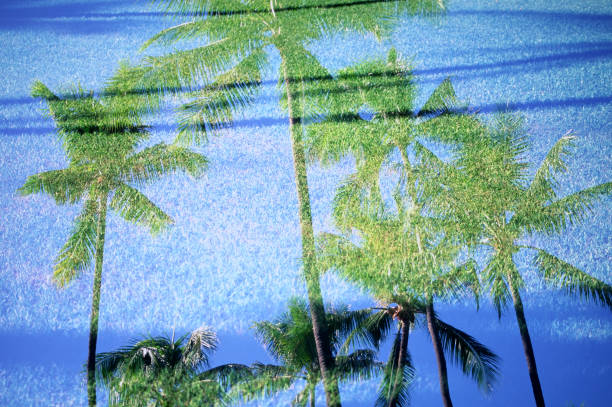 multiple exposure of palm trees and lawn on sunny day