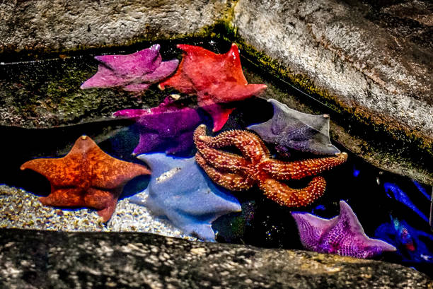 istock Colorful starfish in the aquarium 2202007172