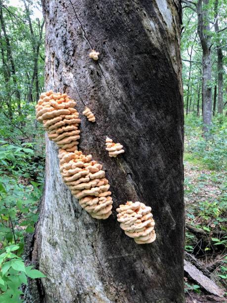 istock Cluster of Orange Mushrooms on Tree Trunk 2202007527