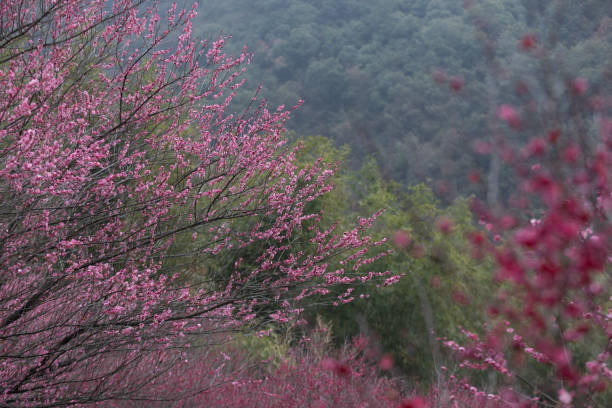 Plum blossom is a flower that blends between winter and spring, symbolizing the departure of winter and the arrival of spring.