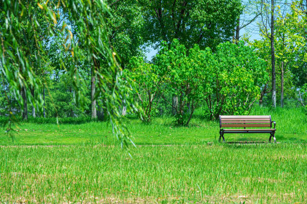 Empty wooden bench in the green city park