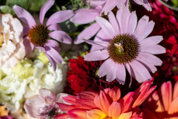 istock A vibrant floral bouquet with a bee on a purple coneflower 2202008711