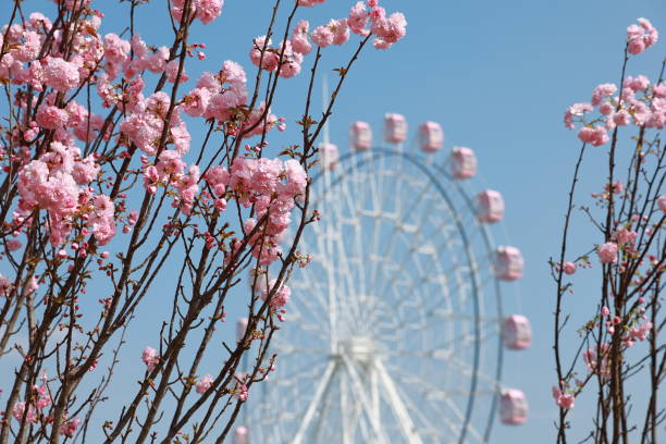 Pink cherry blossoms and pink Ferris wheel