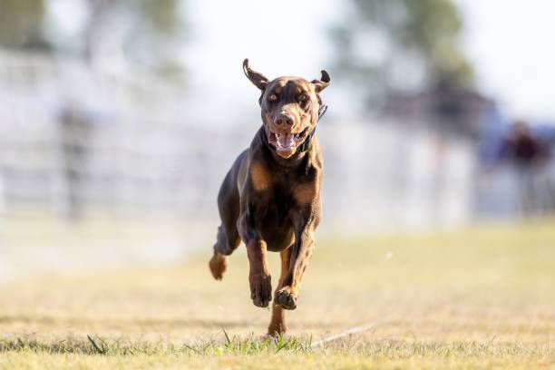 istock Brown Liver Doberman Running Lure Course Sprint Dog Sport 2202008802