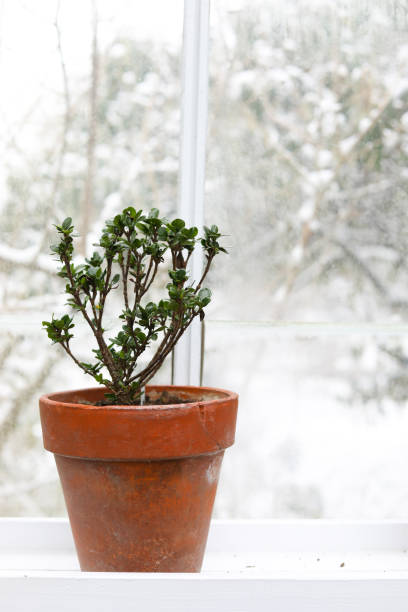 istock Small Azalea Plant In Terracotta Pot With Snowy Forest in Background 2202008807