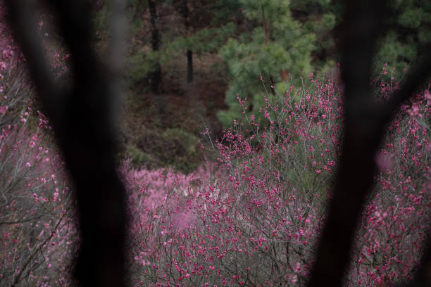 Plum blossom is a flower that blends between winter and spring, symbolizing the departure of winter and the arrival of spring.