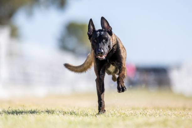 istock Malinois Belgian Shepherd Running Lure Course Sprint Dog Sport 2202008867