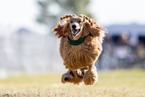 istock Purebred Standard Poodle Running Lure Course Sprint Dog Sport 2202008890