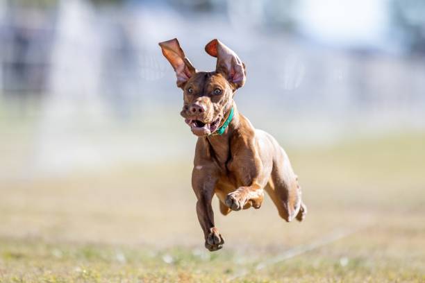 istock Purebred Vizsla Running Lure Course Sprint Dog Sport 2202008904