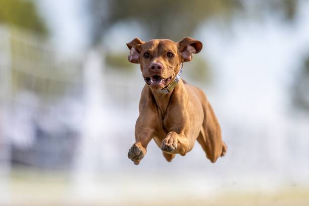 istock Purebred Vizsla Running Lure Course Sprint Dog Sport 2202008923
