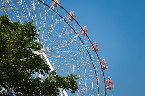 Pink cherry blossoms and pink Ferris wheel