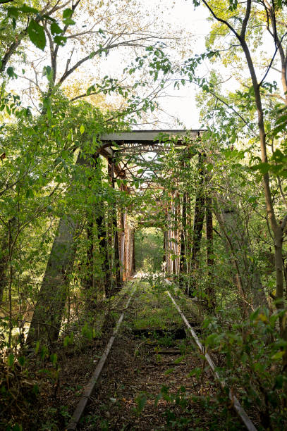 istock Overgrown abandoned railway bridge with rusty tracks in dense foliage 2202008964
