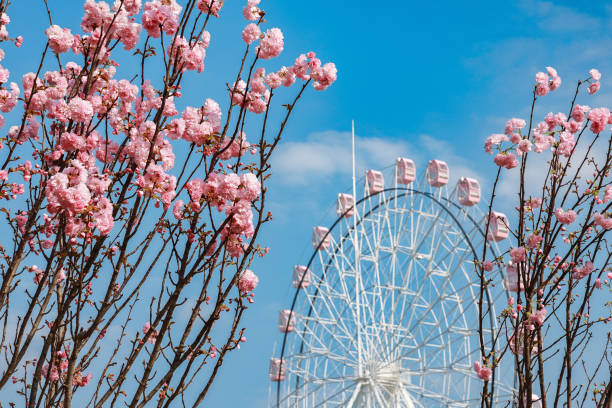 istock Pink cherry blossoms and pink Ferris wheel 2202009030