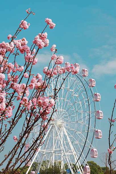 istock Pink cherry blossoms and pink Ferris wheel 2202009042